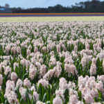 Hyacinten in de Bollenstreek rond De Zilk<br/>Copyright ยฉ JTravel.nl Hyacinten in de Bollenstreek rond De Zilk / Copyright ยฉ JTravel.nl