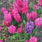 Hyacinten in de Bollenstreek rond De Zilk<br/>Copyright ยฉ JTravel.nl Hyacinten in de Bollenstreek rond De Zilk / Copyright ยฉ JTravel.nl