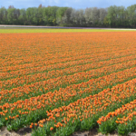 Tulpen in de Bollenstreek rond De Zilk<br/>Copyright ยฉ JTravel.nl Tulpen in de Bollenstreek rond De Zilk / Copyright ยฉ JTravel.nl