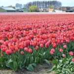 Tulpen in de Bollenstreek rond De Zilk<br/>Copyright ยฉ JTravel.nl Tulpen in de Bollenstreek rond De Zilk / Copyright ยฉ JTravel.nl