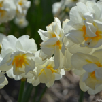 Narcissen in de Bollenstreek rond De Zilk<br/>Copyright ยฉ JTravel.nl Narcissen in de Bollenstreek rond De Zilk / Copyright ยฉ JTravel.nl