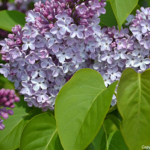 Seringen in de Bollenstreek rond De Zilk<br/>Copyright ยฉ JTravel.nl Seringen in de Bollenstreek rond De Zilk / Copyright ยฉ JTravel.nl