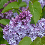 Seringen in de Bollenstreek rond De Zilk<br/>Copyright ยฉ JTravel.nl Seringen in de Bollenstreek rond De Zilk / Copyright ยฉ JTravel.nl