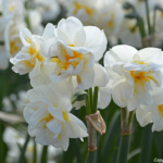 Narcissen in de Bollenstreek rond De Zilk<br/>Copyright ยฉ JTravel.nl Narcissen in de Bollenstreek rond De Zilk / Copyright ยฉ JTravel.nl