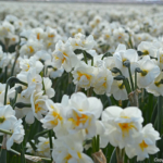 Narcissen in de Bollenstreek rond De Zilk<br/>Copyright ยฉ JTravel.nl Narcissen in de Bollenstreek rond De Zilk / Copyright ยฉ JTravel.nl