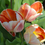 Tulpen in de Bollenstreek rond De Zilk<br/>Copyright ยฉ JTravel.nl Tulpen in de Bollenstreek rond De Zilk / Copyright ยฉ JTravel.nl