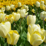 Tulpen in de Bollenstreek rond De Zilk<br/>Copyright ยฉ JTravel.nl Tulpen in de Bollenstreek rond De Zilk / Copyright ยฉ JTravel.nl