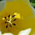 Tulpen in de Bollenstreek rond De Zilk<br/>Copyright ยฉ JTravel.nl Tulpen in de Bollenstreek rond De Zilk / Copyright ยฉ JTravel.nl