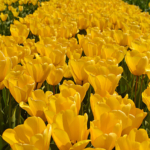 Tulpen in de Bollenstreek rond De Zilk<br/>Copyright ยฉ JTravel.nl Tulpen in de Bollenstreek rond De Zilk / Copyright ยฉ JTravel.nl