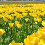 Tulpen in de Bollenstreek rond De Zilk<br/>Copyright ยฉ JTravel.nl Tulpen in de Bollenstreek rond De Zilk / Copyright ยฉ JTravel.nl