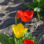Tulpen in de Bollenstreek rond De Zilk<br/>Copyright ยฉ JTravel.nl Tulpen in de Bollenstreek rond De Zilk / Copyright ยฉ JTravel.nl