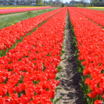 Tulpen in de Bollenstreek rond De Zilk<br/>Copyright ยฉ JTravel.nl Tulpen in de Bollenstreek rond De Zilk / Copyright ยฉ JTravel.nl