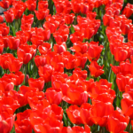 Tulpen in de Bollenstreek rond De Zilk<br/>Copyright ยฉ JTravel.nl Tulpen in de Bollenstreek rond De Zilk / Copyright ยฉ JTravel.nl