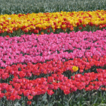 Tulpen in de Bollenstreek rond De Zilk<br/>Copyright ยฉ JTravel.nl Tulpen in de Bollenstreek rond De Zilk / Copyright ยฉ JTravel.nl