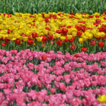 Tulpen in de Bollenstreek rond De Zilk<br/>Copyright ยฉ JTravel.nl Tulpen in de Bollenstreek rond De Zilk / Copyright ยฉ JTravel.nl