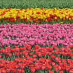 Tulpen in de Bollenstreek rond De Zilk<br/>Copyright ยฉ JTravel.nl Tulpen in de Bollenstreek rond De Zilk / Copyright ยฉ JTravel.nl