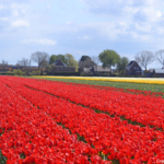 Tulpen in de Bollenstreek rond De Zilk<br/>Copyright ยฉ JTravel.nl Tulpen in de Bollenstreek rond De Zilk / Copyright ยฉ JTravel.nl