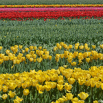 Tulpen in de Bollenstreek rond De Zilk<br/>Copyright ยฉ JTravel.nl Tulpen in de Bollenstreek rond De Zilk / Copyright ยฉ JTravel.nl