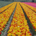 Tulpen in de Bollenstreek rond De Zilk<br/>Copyright ยฉ JTravel.nl Tulpen in de Bollenstreek rond De Zilk / Copyright ยฉ JTravel.nl