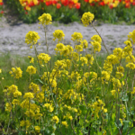 Koolzaad in de Bollenstreek rond De Zilk<br/>Copyright ยฉ JTravel.nl Koolzaad in de Bollenstreek rond De Zilk / Copyright ยฉ JTravel.nl