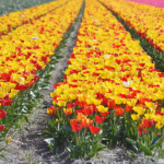 Tulpen in de Bollenstreek rond De Zilk<br/>Copyright ยฉ JTravel.nl Tulpen in de Bollenstreek rond De Zilk / Copyright ยฉ JTravel.nl