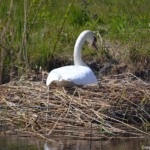 Broedende zwaan in de Bollenstreek rond De Zilk<br/>Copyright ยฉ JTravel.nl Broedende zwaan in de Bollenstreek rond De Zilk / Copyright ยฉ JTravel.nl