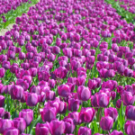 Tulpen in de Bollenstreek rond De Zilk<br/>Copyright ยฉ JTravel.nl Tulpen in de Bollenstreek rond De Zilk / Copyright ยฉ JTravel.nl