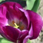 Een tulp in de Bollenstreek rond De Zilk<br/>Copyright ยฉ JTravel.nl Een tulp in de Bollenstreek rond De Zilk / Copyright ยฉ JTravel.nl