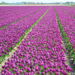 Tulpen in de Bollenstreek rond De Zilk<br/>Copyright ยฉ JTravel.nl Tulpen in de Bollenstreek rond De Zilk / Copyright ยฉ JTravel.nl