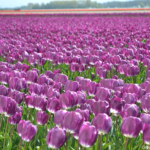 Tulpen in de Bollenstreek rond De Zilk<br/>Copyright ยฉ JTravel.nl Tulpen in de Bollenstreek rond De Zilk / Copyright ยฉ JTravel.nl