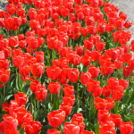 Tulpen in de Bollenstreek rond De Zilk<br/>Copyright ยฉ JTravel.nl Tulpen in de Bollenstreek rond De Zilk / Copyright ยฉ JTravel.nl