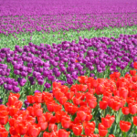 Tulpen in de Bollenstreek rond De Zilk<br/>Copyright ยฉ JTravel.nl Tulpen in de Bollenstreek rond De Zilk / Copyright ยฉ JTravel.nl