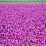 Tulpen in de Bollenstreek rond De Zilk<br/>Copyright ยฉ JTravel.nl Tulpen in de Bollenstreek rond De Zilk / Copyright ยฉ JTravel.nl