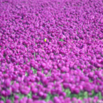 Tulpen in de Bollenstreek rond De Zilk<br/>Copyright ยฉ JTravel.nl Tulpen in de Bollenstreek rond De Zilk / Copyright ยฉ JTravel.nl