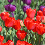 Tulpen in de Bollenstreek rond De Zilk<br/>Copyright ยฉ JTravel.nl Tulpen in de Bollenstreek rond De Zilk / Copyright ยฉ JTravel.nl