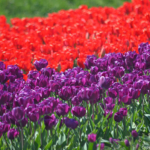 Tulpen in de Bollenstreek rond De Zilk<br/>Copyright ยฉ JTravel.nl Tulpen in de Bollenstreek rond De Zilk / Copyright ยฉ JTravel.nl