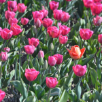Tulpen in de Bollenstreek rond De Zilk<br/>Copyright ยฉ JTravel.nl Tulpen in de Bollenstreek rond De Zilk / Copyright ยฉ JTravel.nl