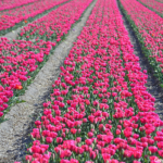 Tulpen in de Bollenstreek rond De Zilk<br/>Copyright ยฉ JTravel.nl Tulpen in de Bollenstreek rond De Zilk / Copyright ยฉ JTravel.nl