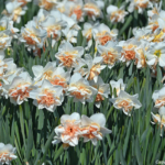 Narcissen in de Bollenstreek rond De Zilk<br/>Copyright ยฉ JTravel.nl Narcissen in de Bollenstreek rond De Zilk / Copyright ยฉ JTravel.nl