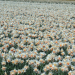 Narcissen in de Bollenstreek rond De Zilk<br/>Copyright ยฉ JTravel.nl Narcissen in de Bollenstreek rond De Zilk / Copyright ยฉ JTravel.nl