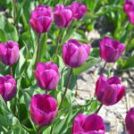 Tulpen in de Bollenstreek rond De Zilk<br/>Copyright ยฉ JTravel.nl Tulpen in de Bollenstreek rond De Zilk / Copyright ยฉ JTravel.nl