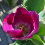 Een tulp in de Bollenstreek rond De Zilk<br/>Copyright ยฉ JTravel.nl Een tulp in de Bollenstreek rond De Zilk / Copyright ยฉ JTravel.nl
