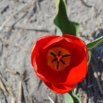 Een tulp in de Bollenstreek rond De Zilk<br/>Copyright ยฉ JTravel.nl Een tulp in de Bollenstreek rond De Zilk / Copyright ยฉ JTravel.nl