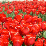 Tulpen in de Bollenstreek rond De Zilk<br/>Copyright ยฉ JTravel.nl Tulpen in de Bollenstreek rond De Zilk / Copyright ยฉ JTravel.nl