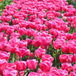 Tulpen in de Bollenstreek rond De Zilk<br/>Copyright ยฉ JTravel.nl Tulpen in de Bollenstreek rond De Zilk / Copyright ยฉ JTravel.nl