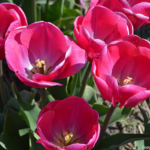 Tulpen in de Bollenstreek rond De Zilk<br/>Copyright ยฉ JTravel.nl Tulpen in de Bollenstreek rond De Zilk / Copyright ยฉ JTravel.nl