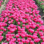 Tulpen in de Bollenstreek rond De Zilk<br/>Copyright ยฉ JTravel.nl Tulpen in de Bollenstreek rond De Zilk / Copyright ยฉ JTravel.nl