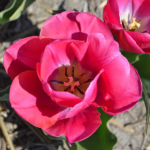 Tulpen in de Bollenstreek rond De Zilk<br/>Copyright ยฉ JTravel.nl Tulpen in de Bollenstreek rond De Zilk / Copyright ยฉ JTravel.nl