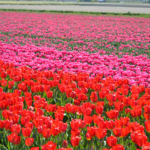 Tulpen in de Bollenstreek rond De Zilk<br/>Copyright ยฉ JTravel.nl Tulpen in de Bollenstreek rond De Zilk / Copyright ยฉ JTravel.nl