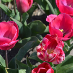 Tulpen in de Bollenstreek rond De Zilk<br/>Copyright ยฉ JTravel.nl Tulpen in de Bollenstreek rond De Zilk / Copyright ยฉ JTravel.nl